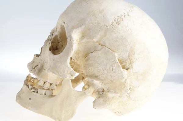 Menselijke anatomie schedel — Stockfoto