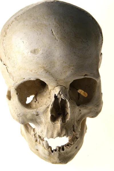 Anatomia humana crânio — Fotografia de Stock