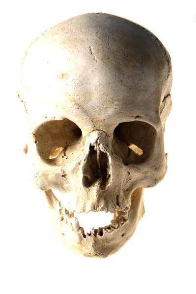 Cranio anatomico umano — Foto Stock