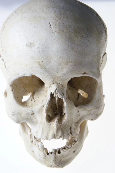 stock image Human anatomy skull