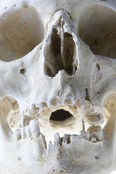 Menselijke anatomie schedel — Stockfoto