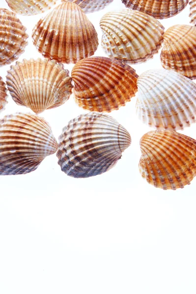 Shells — Stock Photo, Image