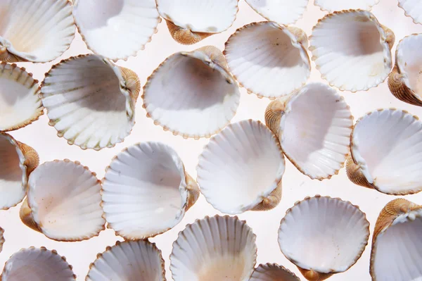 Coquilles — Photo