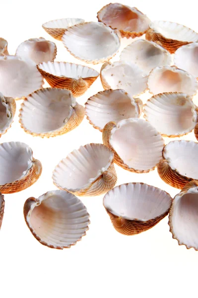 Coquilles — Photo