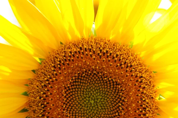 stock image Sunflower