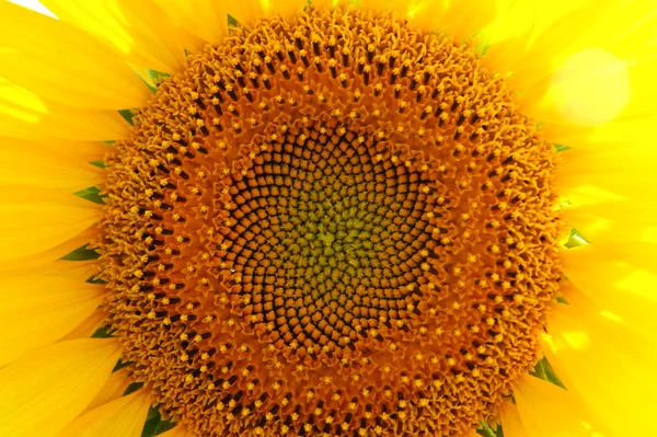 stock image Sunflower