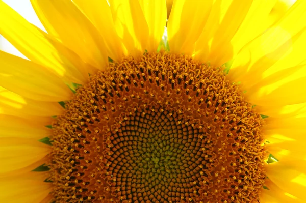 stock image Sunflower