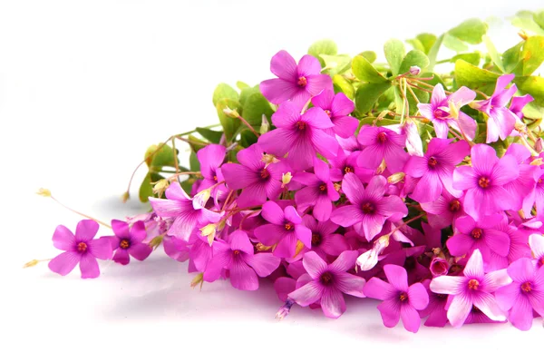 stock image Flowers of red clover