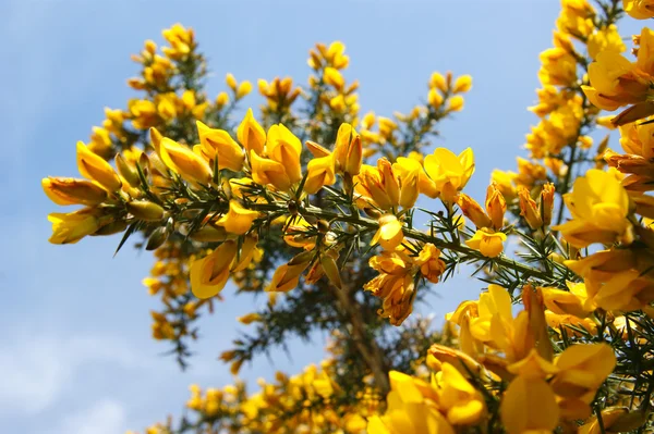 stock image The blossom of the broom