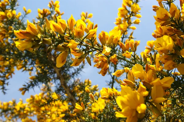 Stock image The blossom of the broom