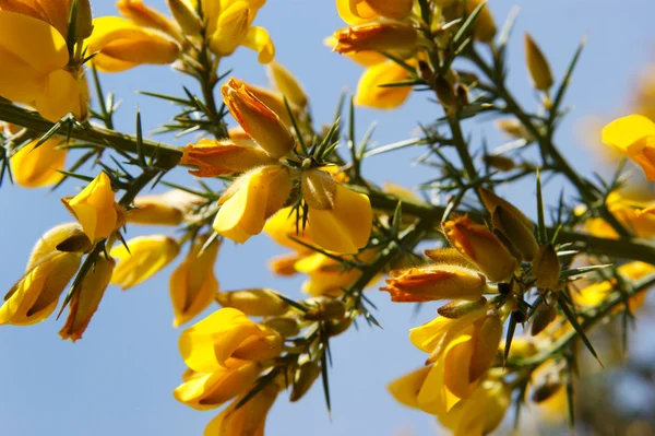 stock image The blossom of the broom