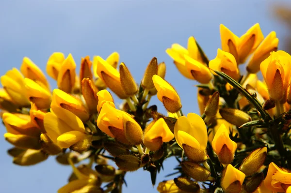 stock image The blossom of the broom