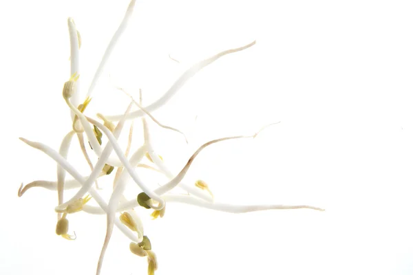 Soy sprouts — Stock Photo, Image