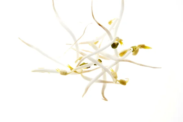 Stock image Soy sprouts