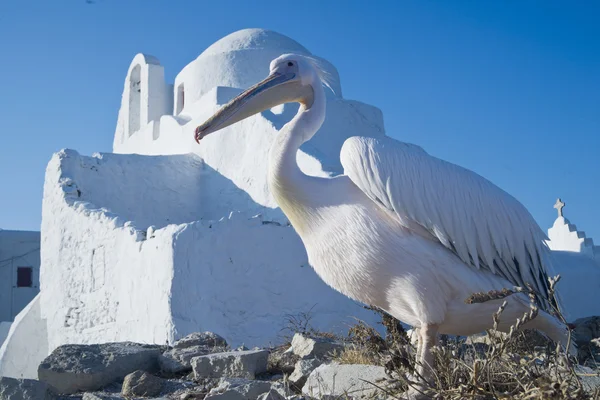 stock image Pelican