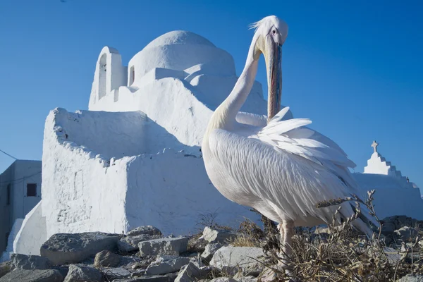 stock image Pelican