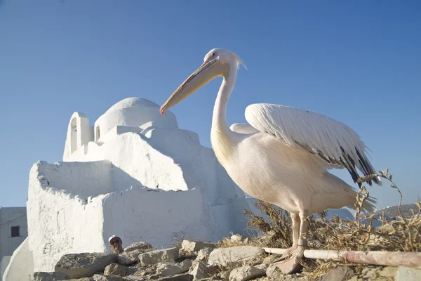 stock image Pelican