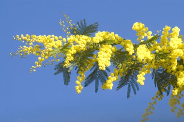 Mimosa blossoms clipart