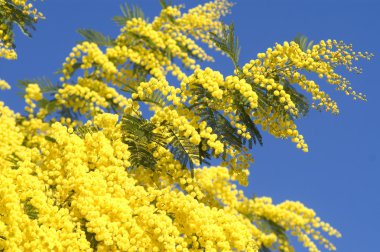 Mimosa blossoms clipart