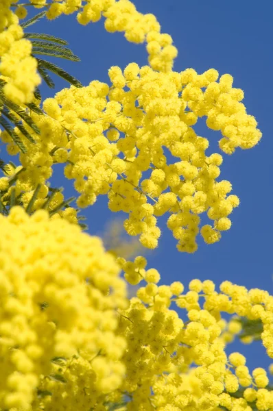 stock image Mimosa blossoms