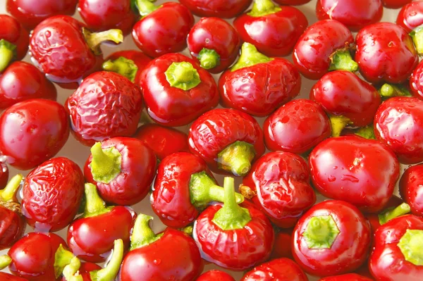 Pimentos vermelhos — Fotografia de Stock