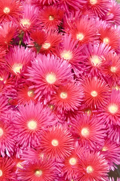 Beautiful background of fresh flowers — Stock Photo, Image