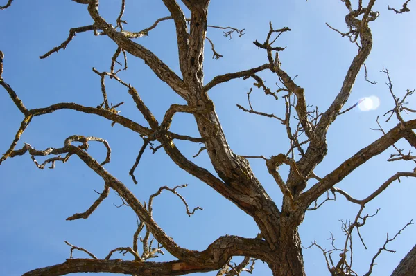 Ramo d'albero morto contro il cielo blu — Foto Stock