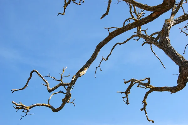 stock image Dead tree branch against blue sky