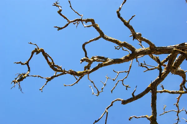 Zmarłe drzewo gałąź przeciw błękitne niebo — Zdjęcie stockowe