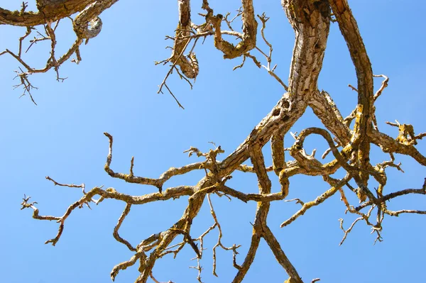 Гілка мертвого дерева на фоні блакитного неба — стокове фото