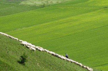 bir çayırda koyunları ile çoban