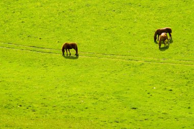 paarden op groene weide