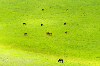 paarden op groene weide