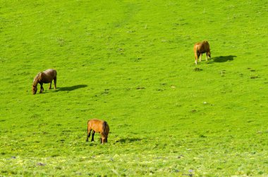 paarden op groene weide