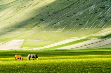 Horses on green meadow clipart