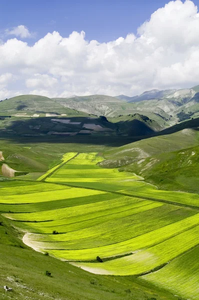 Pradera verde en declivity en valle de montaña . —  Fotos de Stock