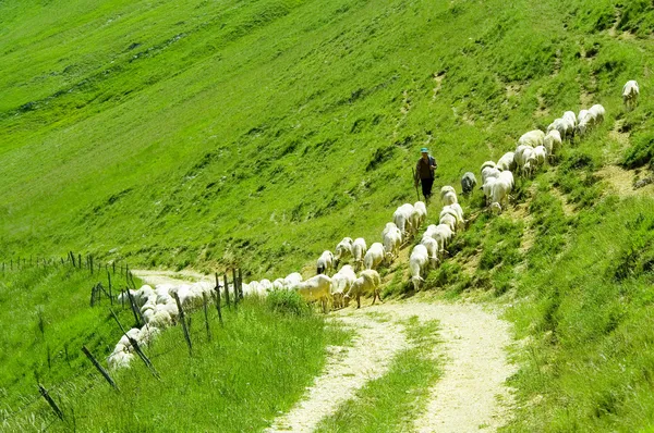 Shepherd with sheeps in a meadow — Stock Photo, Image