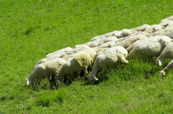 Schafe auf der Wiese — Stockfoto