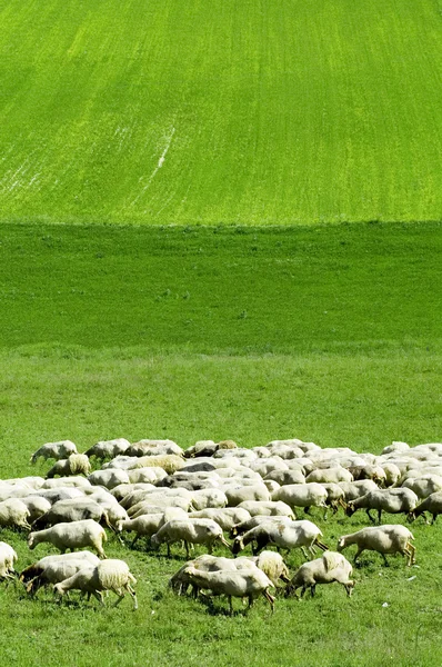 Schafe auf der Wiese — Stockfoto