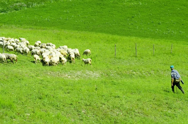 Fåraherde med fåren i en äng — Stockfoto