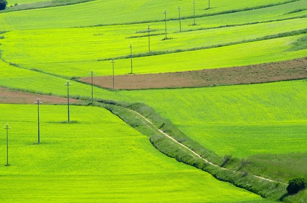 Grande prado verde . — Fotografia de Stock