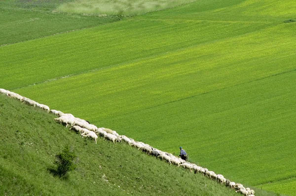 Herder met sheeps in een weide — Stockfoto