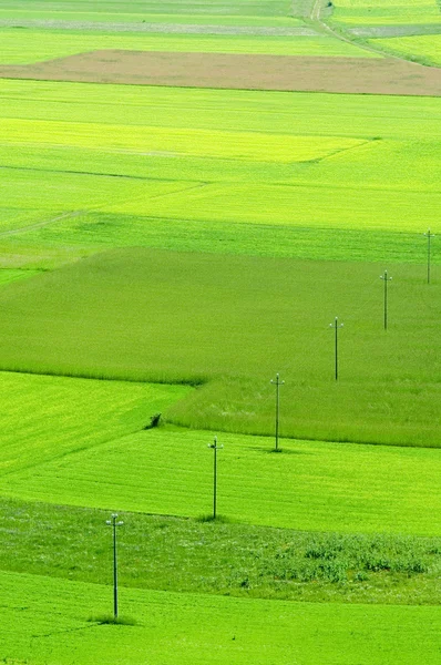 Gran prado verde . —  Fotos de Stock