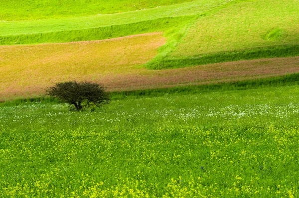 Duży zielony łąka. — Zdjęcie stockowe
