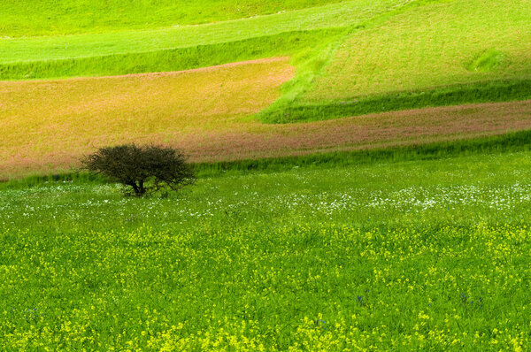 Big green meadow with old tree