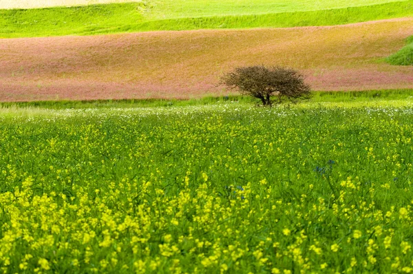 Gran prado verde . —  Fotos de Stock