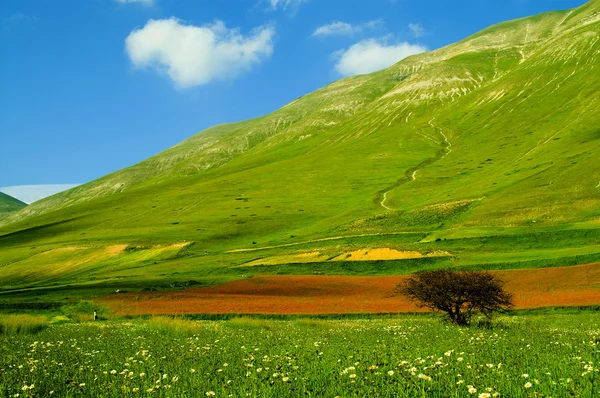 Green meadow on declivity in mountain valley. — Stock Photo, Image