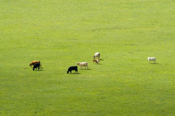 Caballos en prado verde — Foto de Stock
