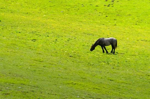 马在绿色的草地上 — 图库照片
