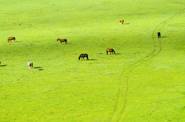 Horses on green meadow — Stock Photo, Image